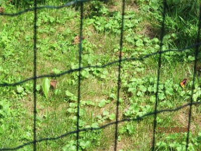Nachbarwiese_small1.JPG