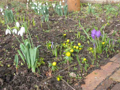 Fruehling_29.1.2015_ue.jpg
