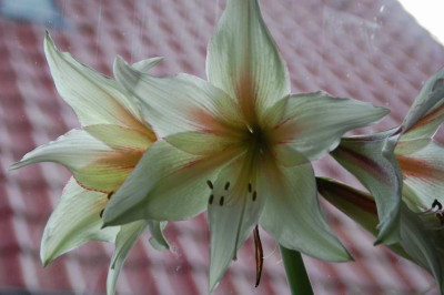 magic_green_0114.JPG