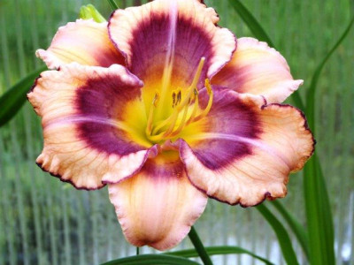 tricolor_18.06.2013_b---.jpg