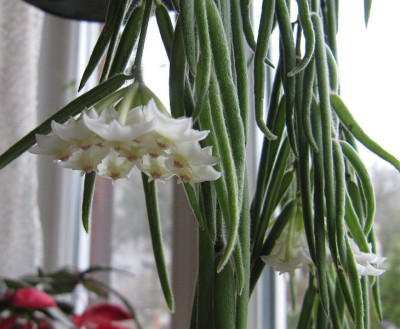 Hoya_linearis_150130.jpg