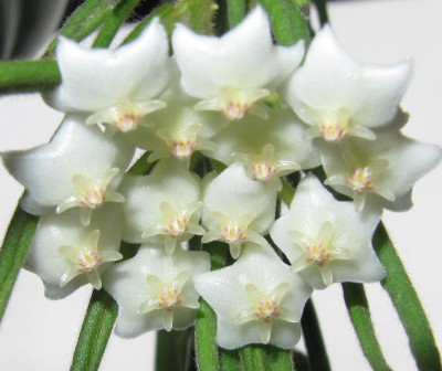 Hoya_linearis_Detail_150130.jpg