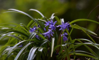 Scilla_cilicica_15-01-31.jpg