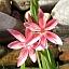 Schizostylis_coccinea.jpg