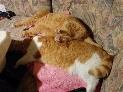 katzenstapel_20150117_174456.jpg
