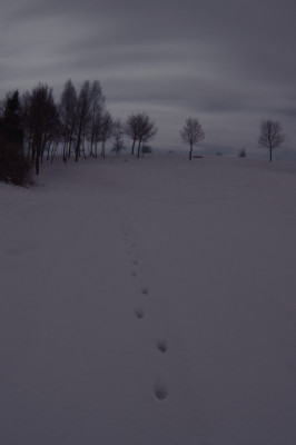 spuren_im_schneepur.jpg