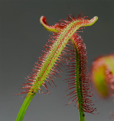 Drosera2.jpg