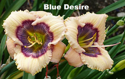 B-Desire.JPG