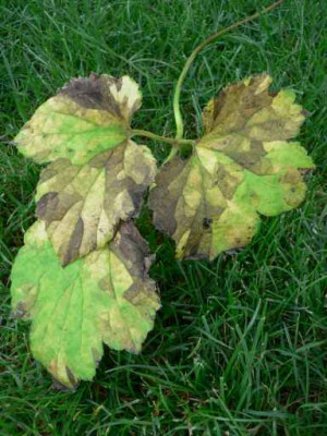 Blatt1.jpg
