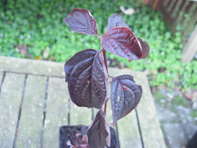 Cornus_slg_1.jpg