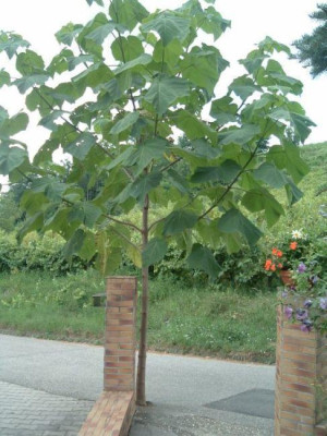 Blauglockenbaum.jpg