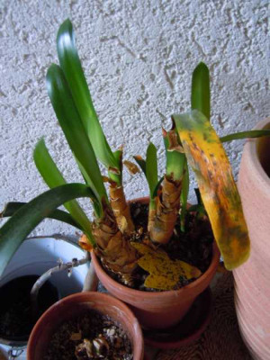 Clivia_miniata_Yellow_Star.JPG