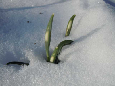 Galanthus_n._viridapice.JPG
