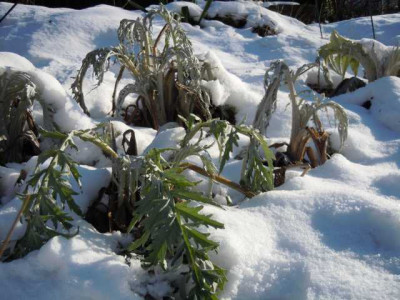 schneekardonen_070215.JPG