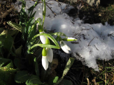 schneegloeckchen115.jpg