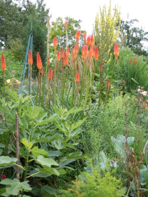 xxxxx29.07.11_Sommerflor_016.JPG