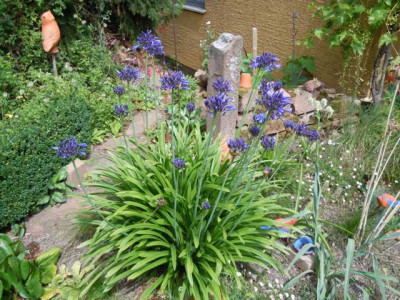 Agapanthus_im_Freiland.JPG