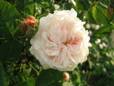 blanchefleur00091.jpg
