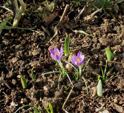 erster-Krokus-070215.jpg