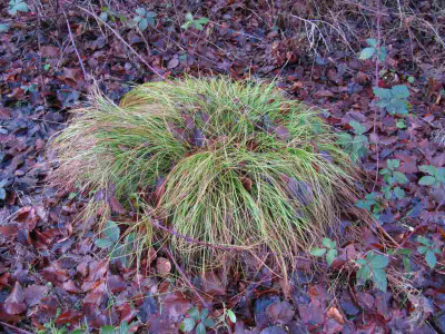 Carex_remota.jpg