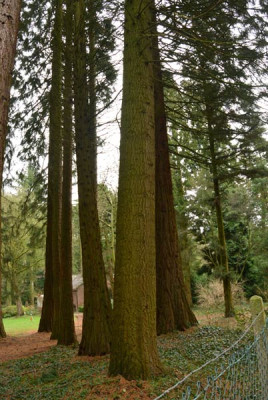 abies_x1.jpg