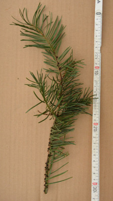 abies_x2.jpg