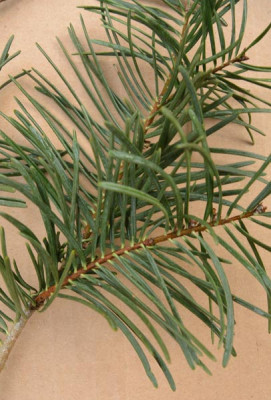 abies_x3.jpg