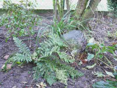 Carex_pendula_1024x768.jpg
