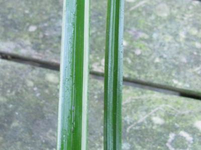 Carex_sylvatica_Vergleich_1024x768.jpg