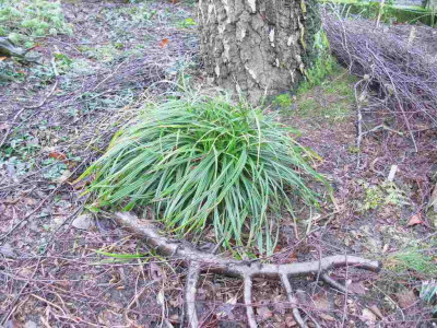 Carex_sylvatica_1024x768.jpg