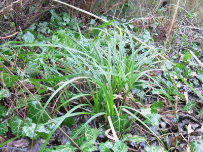 Carex_sylvatica_2_1024x768.jpg