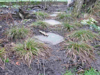 Carex_pilulifera_1024x768.jpg