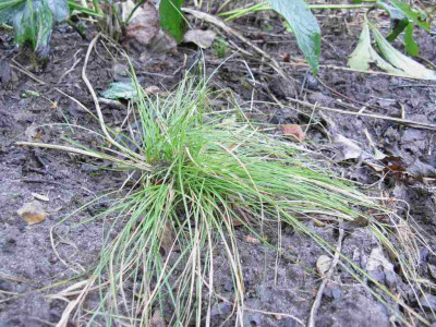 Carex_remota_1024x768.jpg