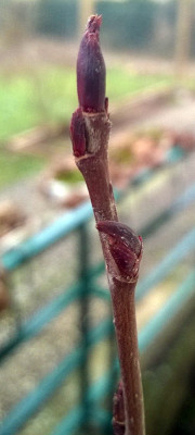 Aronia_80kb.jpg