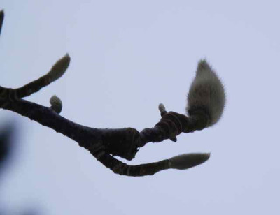 Magnolienknospen1.jpg