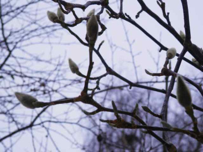 Magnolienknospen2.jpg