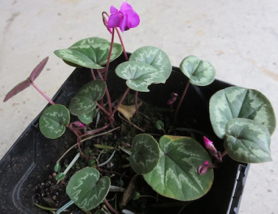 Cyclamen_coum_1689.jpg