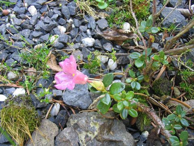 Rhododendron_pumilum_Hortu.jpg