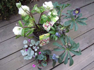 Helleborus_dehner_110215_001.JPG