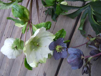 Helleborus_dehner_110215_002.JPG