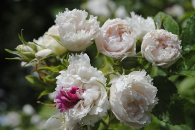 k-Bild2014_116.jpg