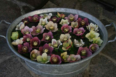 Helleborus3513.jpg