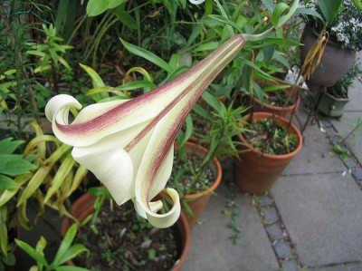 Lilium_leucanthum_var._centifolium_Hortu.jpg