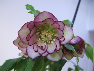 helli_pc15.2a.jpg