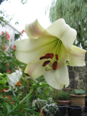 Lilium_leucanthum_var._centifolium_2_Hortu.jpg