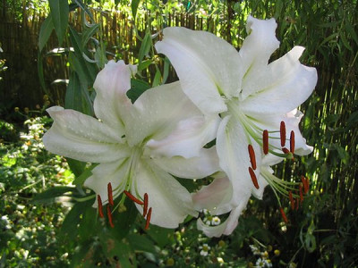Lilium_unbekannte_Hybride_Hortu.jpg