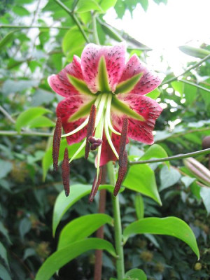 Lilium_Black_Beauty.jpg