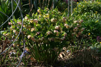 Helleborus5713a.jpg