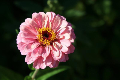 blume-sterne.jpg