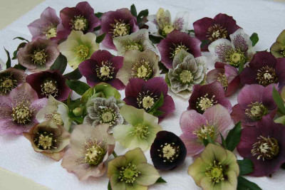 Helleborus3313a.jpg